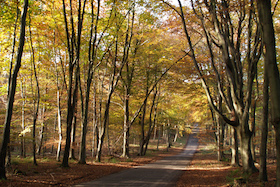 Autumn in Savernake Forest