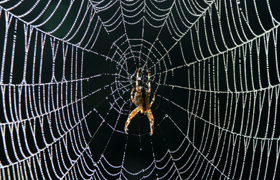 Orb Spider on web with frozen dew