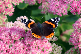 Red Admiral Butterfly