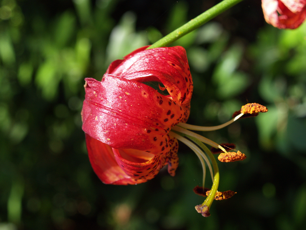 Cooler and drier today after welcome rain yesterday – for gardeners!