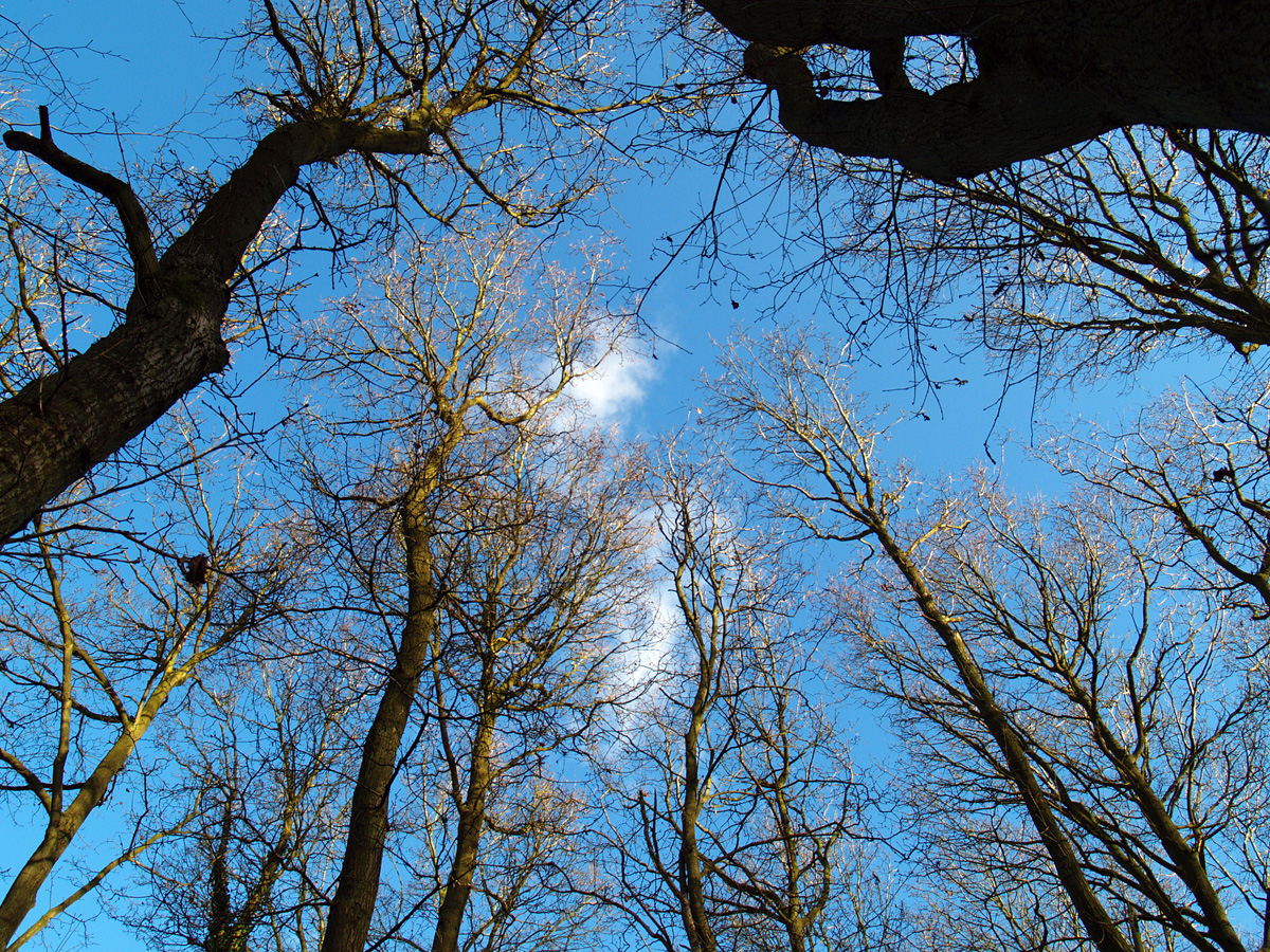 Arctic air in command!