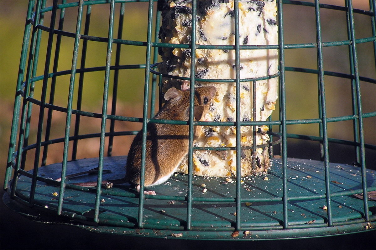 Brief respite today before the rain returns tomorrow